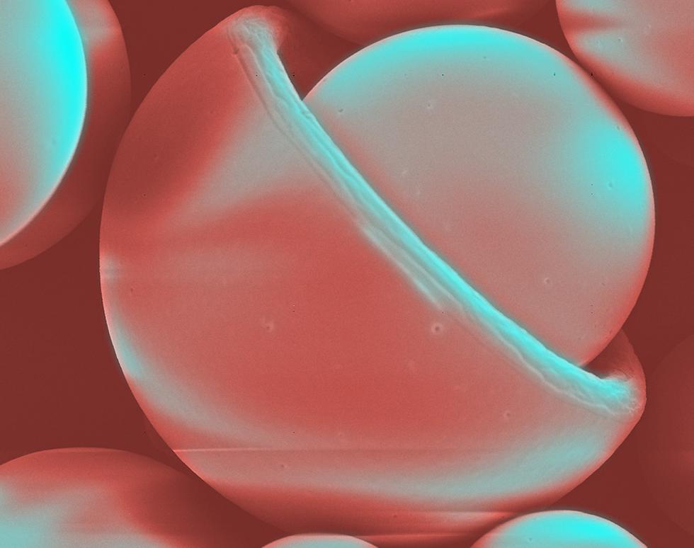 Neon Acorn - Andrew Treharne